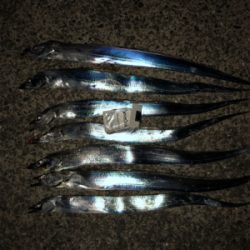 太刀魚浮き浮き