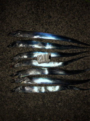 太刀魚浮き浮き