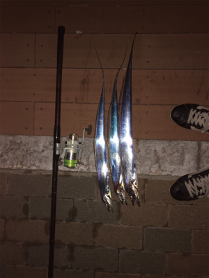 今夜もアタリ多数でした