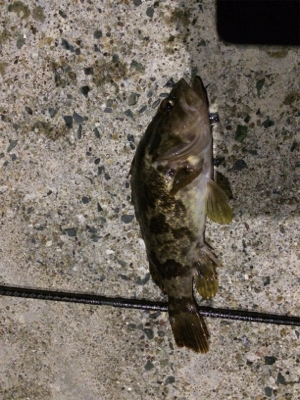 三河湾で初タケノコ