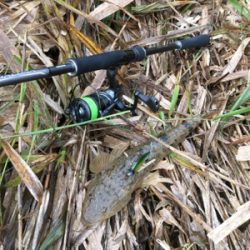 コチのスレがかり