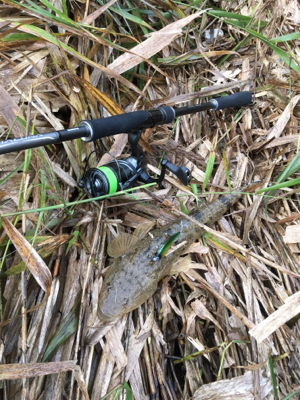 コチのスレがかり