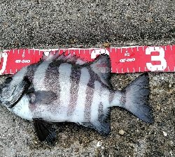 コブダイ釣り空振り