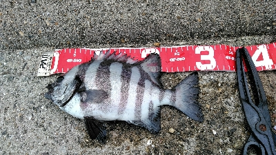 コブダイ釣り空振り