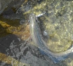 ヒラじゃなかった