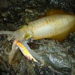 アオリイカ調査