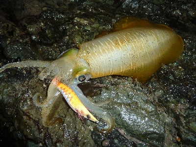 アオリイカ調査