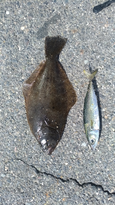 待望の　ヒラメが