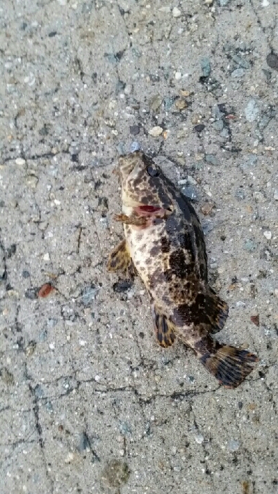 久しぶりの根魚