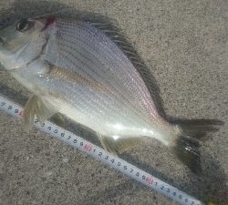 チョイ投げ釣り ヒョウダイ、チヌ