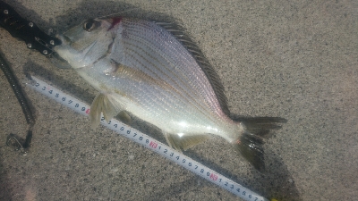 チョイ投げ釣り ヒョウダイ、チヌ