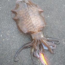 出たぁー！キロ超え！