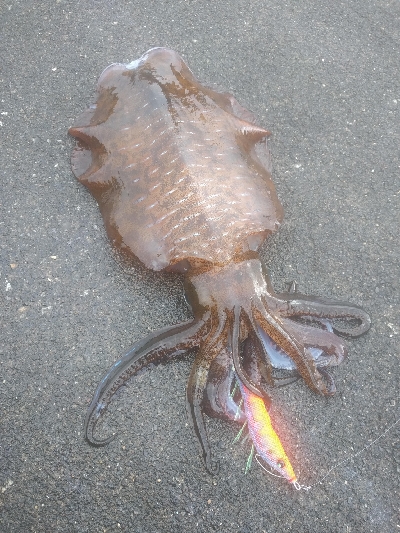 出たぁー！キロ超え！