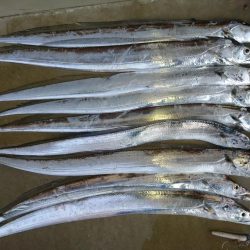 タチウオ爆釣ｗ入れ食い状態ｗ