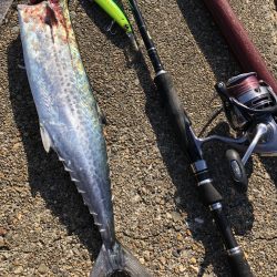 ショアプラッキングおもろ。