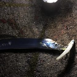 メジロ釣りたい