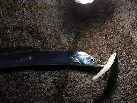 メジロ釣りたい