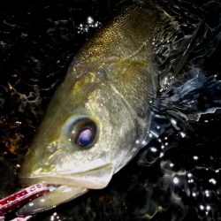 西宮浜　スケートボードパーク前　マルチ