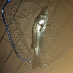 ひさしぶりのテクトロ釣果