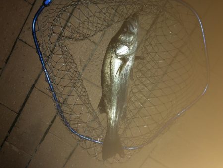 ひさしぶりのテクトロ釣果