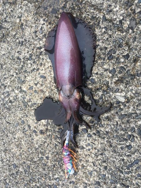 サイズアップしてますよ⤴️