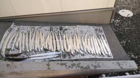 焼津沖でも太刀魚は細い