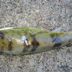 秋晴れのアジング