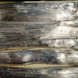 太刀魚良い感じ