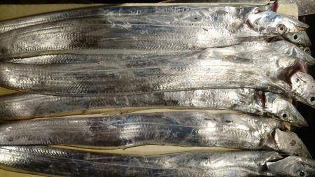 太刀魚良い感じ