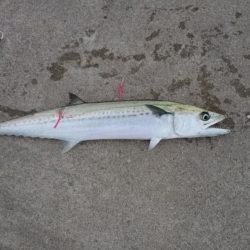 久々のエソさん