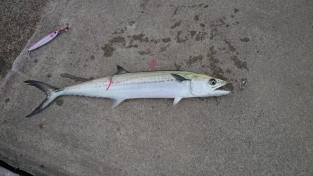 久々のエソさん