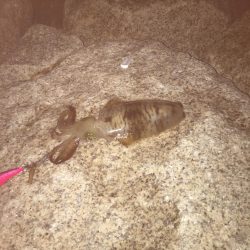 まぁまぁのサイズ