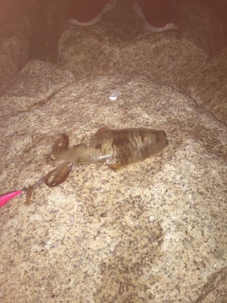 まぁまぁのサイズ