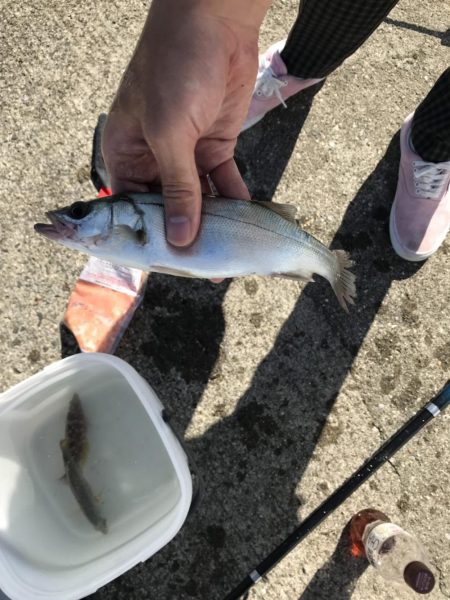 アジングであれが...