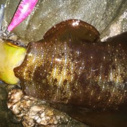 朝マズメエギング