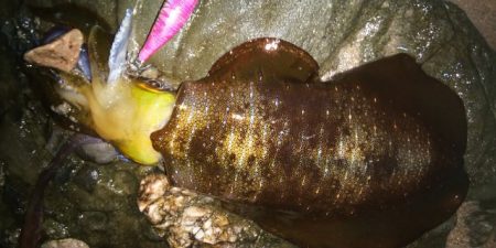 朝マズメエギング