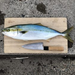 初の青物!イナダきたー!