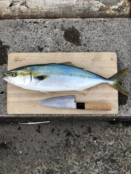 初の青物!イナダきたー!