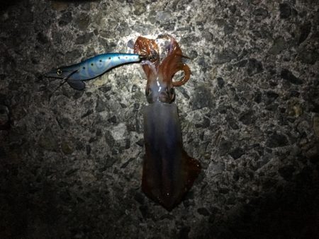 時期外れの剣先イカ