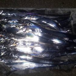 まさかのタチウオ25匹