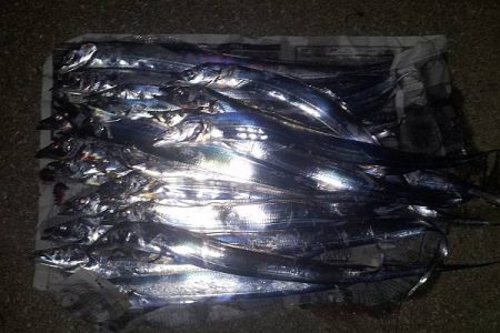 まさかのタチウオ25匹