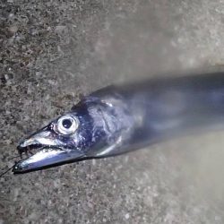 タチウオ留守、サバ留守番