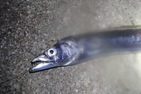 タチウオ留守、サバ留守番