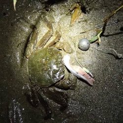 モクズガニ釣り その1