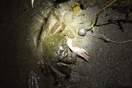 モクズガニ釣り その1