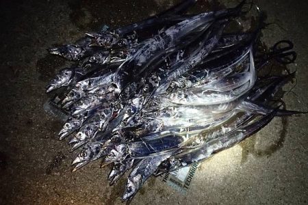 帰ってきたタチウオくん