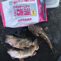 なんとかガシラ