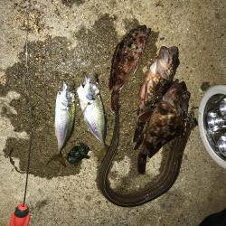 今年初めてアナゴ