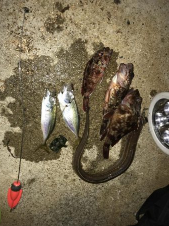 今年初めてアナゴ