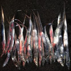 タチウオ入れ食い